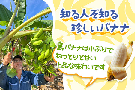 JH008　宮古島産バナナ3㎏【（株）フラモン】