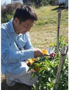 熊野唐辛子ギフト⑮（一味唐辛子（ハラペーニョ）1本＋一味唐辛子（プリッキーヌ）1本+生唐辛子）