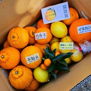 みかん色々♪季節の柑橘詰合せ10kgいろんな種類が一箱に詰まった楽しいみかんBox【先行受付】【1531525】