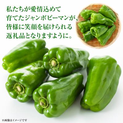 ふるさと納税 八代市 【先行予約】とんがりジャンボピーマン 1.5kg【2026年4月上旬より順次発送】_271-6792 |  | 03