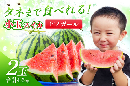 【1246】選び抜いた！小玉すいか ピノガール 2L 2玉《先行予約》2026年6月上旬から順次発送予定【 配送不可地域：北海道・沖縄・離島】