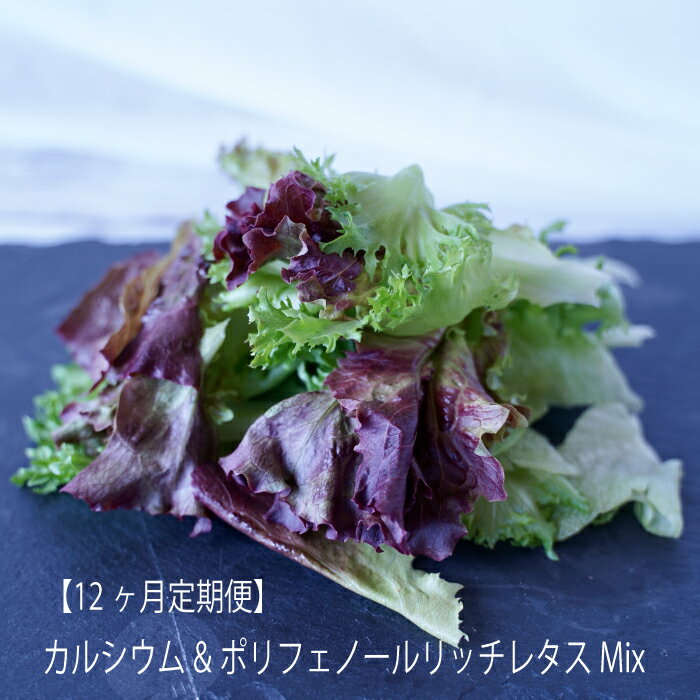 【ふるさと納税】【定期便】カルシウム&ポリフェノールリッチレタスMix（毎月12ヶ月お届け）　【07208-0095】
