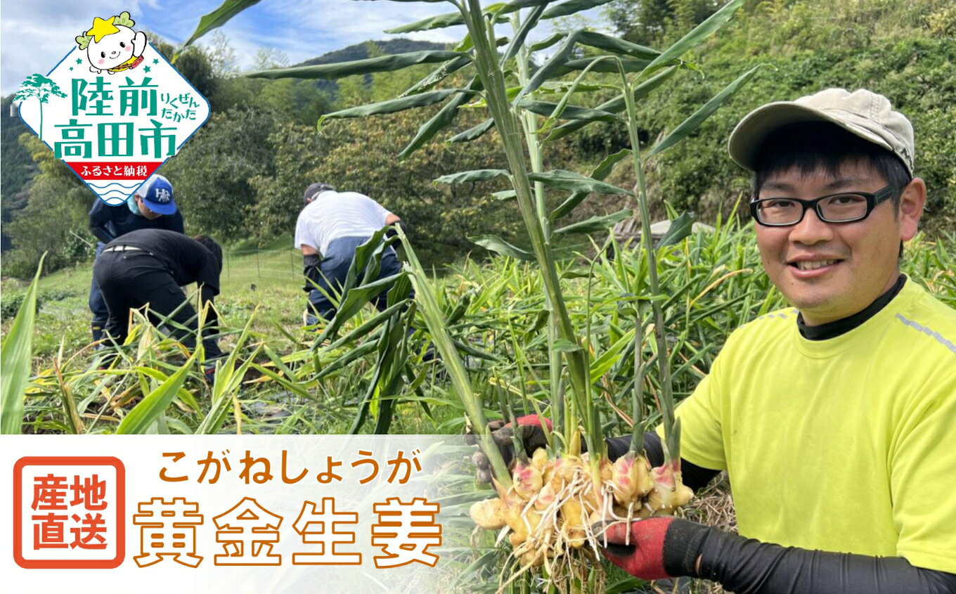 【ふるさと納税】先行予約 黄金生姜 内容量が選べる 500g 1kg [ 生姜 しょうが ショウガ ジンジャー 野菜 旬 調味料 薬味 料理 生姜焼き 煮魚 甘酢漬け ガリ 佃煮 唐揚げ 新生姜 囲い生姜 ぽかぽか 辛み 産地直送 国産 岩手県 陸前高田市 Farm Koganeyama ]