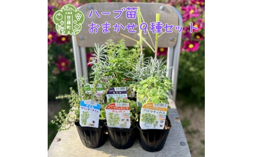 
                  ハーブ苗おすすめ9種セット 家庭菜園 観葉植物 ハーブガーデン ガーデニング 花苗 A051-01
                