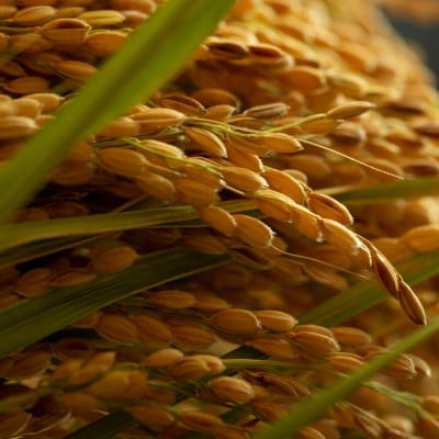 【先行受付】 令和8年新米　大江山の麓、与謝野町で育った丹後産ミルキークイーン　精米5kg　数量限定