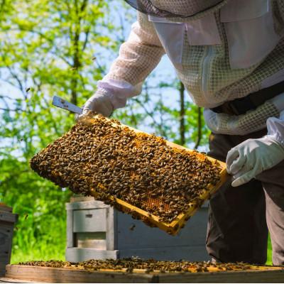 ふるさと納税 盛岡市 非加熱はちみつ　盛岡産りんご600g瓶 |  | 03