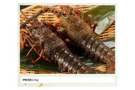伊勢海老2.5kg（5～9尾） 【 魚介類 えび 伊勢えび イセエビ 伊勢海老 】
