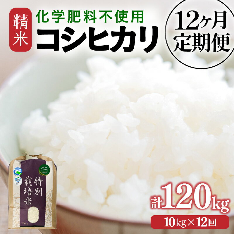 【ふるさと納税】【先行予約】【令和7年産】定期便 ≪12ヶ月連続お届け≫ 化学肥料不使用 特別栽培米 コシヒカリ 精米 10kg × 12回（計120kg）/ 白米 米 福井県あわら市産 美味しい 特別栽培米 減農薬 安心な米 旨味 甘み もっちり 冷蔵保管米 ※2025年10月上旬より順次発送