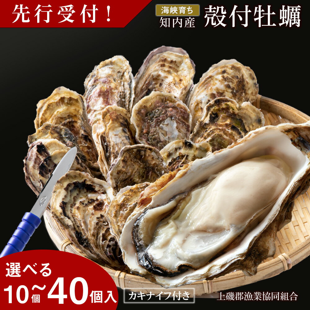 【ふるさと納税】【2025年3月中旬以降発送】海峡育ち 殻付き牡蠣 選べる10個入り〜40個入り カキナイフ付＜上磯郡漁業協同組合＞ 生牡蠣 かき カキ 貝 海鮮 BBQ 鍋 ギフト知内町 ふるさと納税 北海道産牡蠣 カキ 北海道 牡蠣 ふるさと納税牡蠣 牡蠣 産地直送