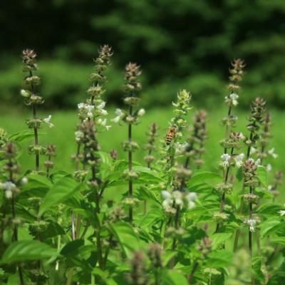 ふるさと納税 北斗市 バジルティー【HOT】 1袋 Basil Tea From Hygge Farm |  | 01