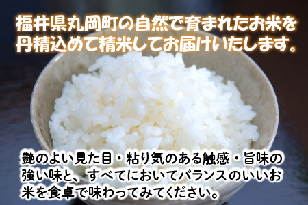 【令和7年産・新米】 おおかわさんちのコシヒカリ 10kg [C-10802]