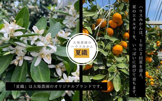 『予約受付』【令和6年6月上旬発送】夏の極上ハウスみかん「夏織」2.5kg 手提げ箱入り～海と空と、みかん～甘くてとろける夏の果物 ミカン フルーツ 柑橘 ギフト