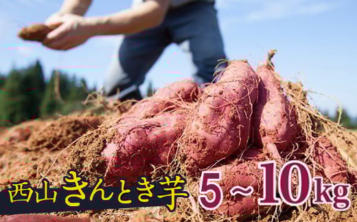 
            【先行予約】【訳あり】高知県産さつまいも 「西山きんとき芋」 5~10kg | 【2025年9月～2026年4月出荷】 新芋 さつまいも サツマイモ さつま芋 焼き芋 やきいも ヤキイモ 人気 野菜 不揃い 規格外 おやつ デザート秋 旬 生芋 ご家庭用 5000 10000円 以下 高知県 室戸市
          