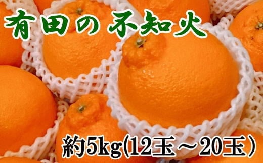 
【濃厚】有田の不知火 約5kg（12玉～20玉おまかせ） ※2025年2月中旬～2025年3月上旬頃順次発送予定（日付指定不可） /果物 くだもの フルーツ 蜜柑 みかん 不知火 デコポン
