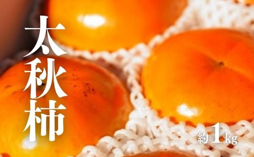 No.3009 太秋柿　約1kg【2025年発送】