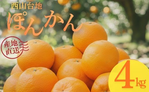 
            【数量限定】 ポンカン ぽんかん 4kg 産地直送 農家直送 果物 柑橘 かんきつ フルーツ 甘い 海洋深層水 限定 高知県 室戸市 ふるさと納税
          