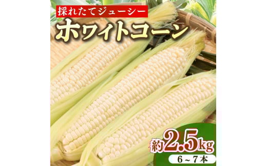 とうもろこし ホワイトコーン 6～7本 約2.5㎏ 糖度 17～20度 雪の妖精 甘い 美味しい 野菜 バーベキュー 産地直送 新鮮 生鮮 食品 山本耕業 静岡県 牧之原市