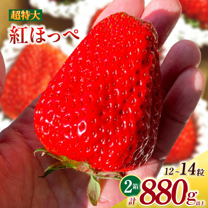 【ふるさと納税】超特大いちご (紅ほっぺ) 440g以上 (6〜7粒) ×2箱 O043-32【発送期間：2025年12月1日～2026年3月31日までに発送予定】【冷蔵便】/ 果物 フルーツ 愛知県産 西尾産 国産 イチゴ いちご 苺 食品 紅ほっぺいちご 大きい 大粒 大玉 超特大 2箱 MB