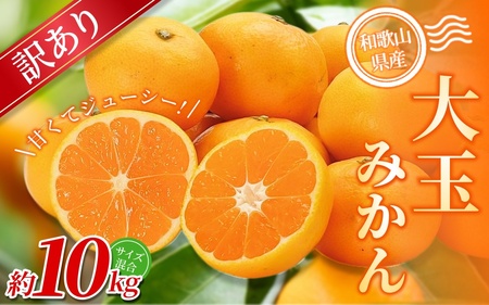 大玉みかん 約10kg 【訳あり】 森本農園の手選別 和歌山県産 【BV-mrmt073】