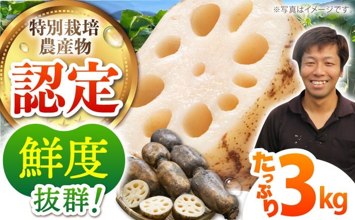 【特別栽培農産物 認定】＜地元江北町産＞ 泥付き 蓮根 3kg【百武青果】 [HAE001] 蓮根 れんこん レンコン