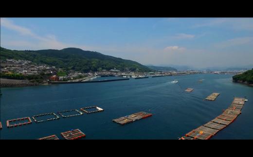 岩牡蠣 殻付き 細島 岩ガキ 約3.5kg [道の駅日向 宮崎県 日向市 452060570] いわがき 岩がき 牡蠣 日豊海岸 濃厚 クリーミー