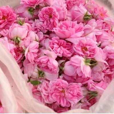 ふるさと納税 小豆島町 【奇跡の雫】小豆島産オーガニックオリーブ&ローズスキンケアオイル 30mL |  | 02