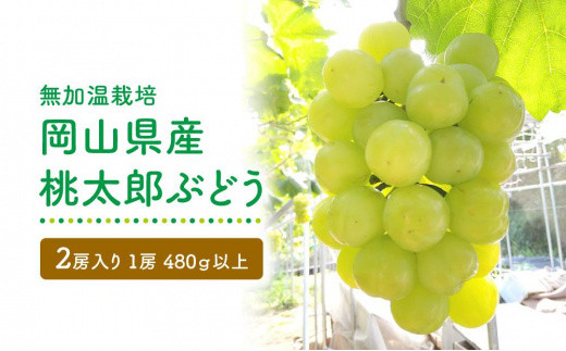 
            GV06　【無加温栽培】岡山県産桃太郎ぶどう2房入り（1房480ｇ以上）＜2025年発送＞【ぶどう 葡萄 人気フルーツ 岡山フルーツ おすすめフルーツ 岡山県 倉敷市】
          