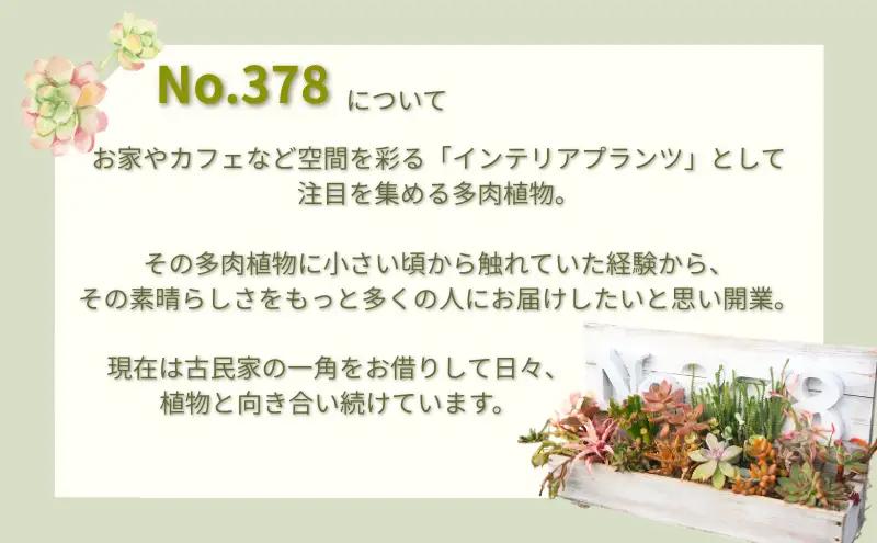多肉植物 じぶんで植える 多肉の寄せ植え セット インテリア 多肉 植物 ガーデニング 