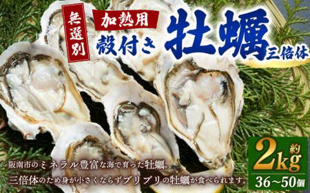 【無選別】加熱用 殻付き牡蠣 約2kg（36～50個）三倍体／牡蠣 かき カキ 生ガキ 生牡蠣 加熱用 調理用