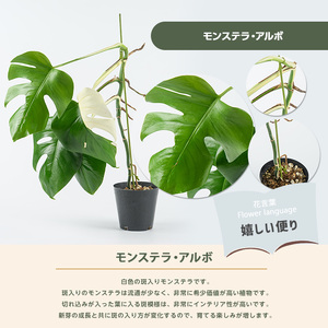 2026年4月上旬～発送【観葉植物】モンステラ・アルボ 40cm～60cm(JAいぶすき/042-2023) 観葉植物 植物 グリーン 鉢 おしゃれ 大型 インテリア 室内 開店祝い 新築祝い 引越し