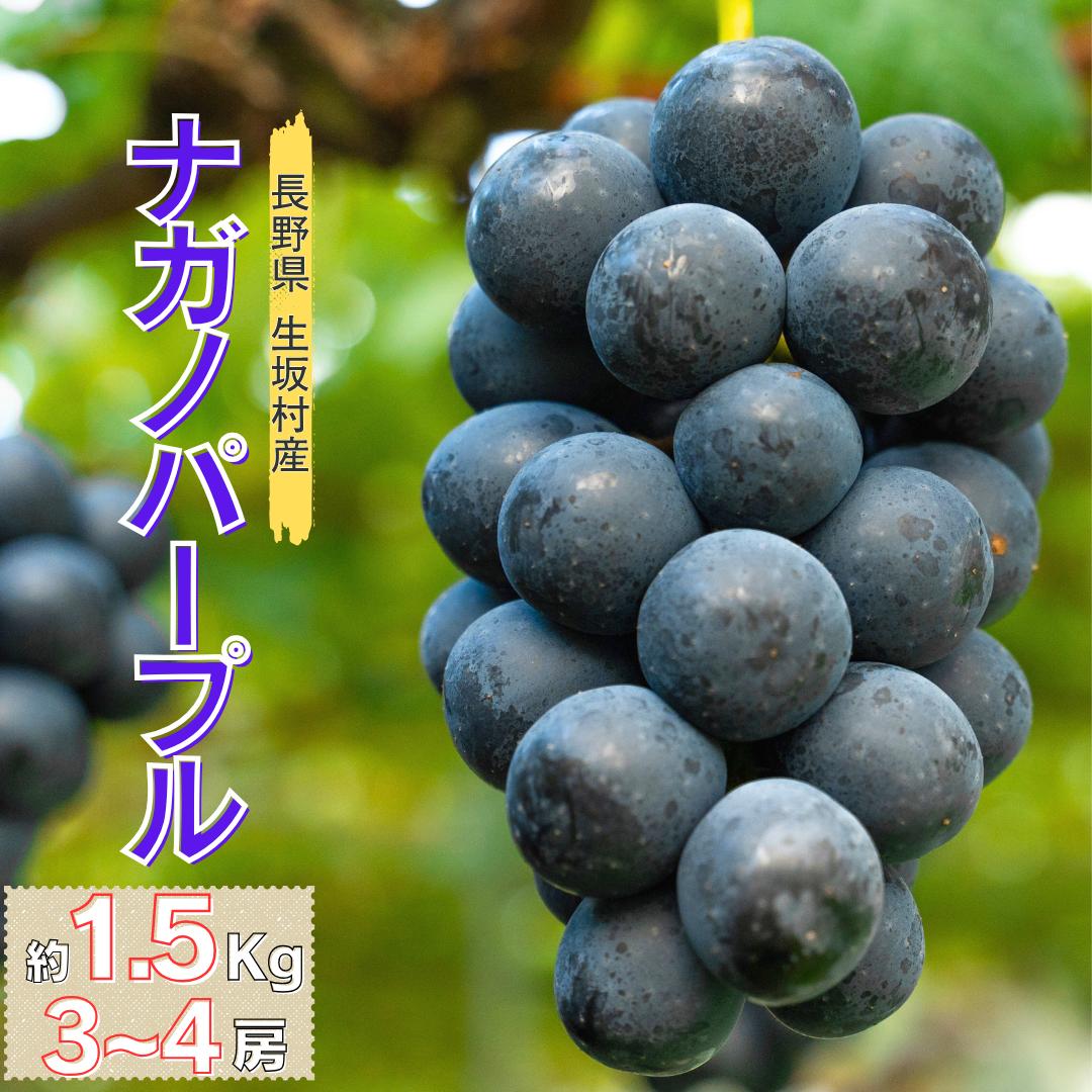 【ふるさと納税】ナガノパープル　約1.5kg(3~4房)