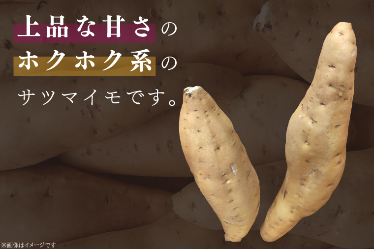 【2025年11月より順次発送】2025年度産 さつまいも しろほろり 約5kg｜さつまいも 芋 お芋 しろほろり 渋谷農園 先行予約 茨城県 行方市(BZ-41)