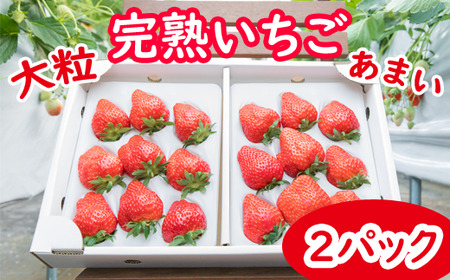 岩手県産 大粒 完熟 いちご ※品種は3種からおまかせ ／ 苺 イチゴ ストロベリー 紅ほっぺ さがほのか かおり野 おまかせ お任せ 大きい 甘い 果物 フルーツ 贈答用 プレゼント 贈り物 贈物 ギフト 御贈答 御贈答用 贈答 ご贈答 ご贈答用 人気 おすすめ オススメ 八幡平市産【彩花園】