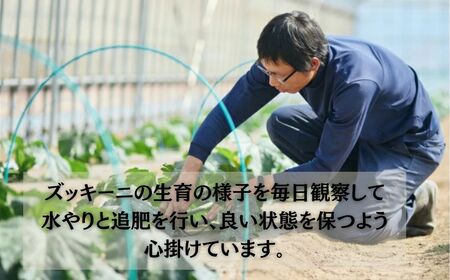 ズッキーニ 約2kg (10本前後)  | 石川県 小松市 JAあぐり