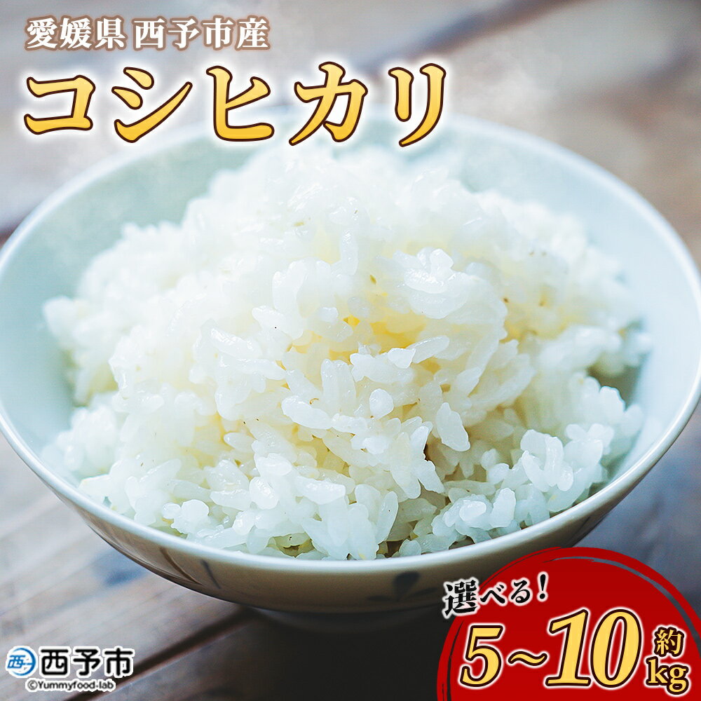 【ふるさと納税】新米＜令和7年産 愛媛県西予市産 コシヒカリ 5kg / 10kg＞ お米 コメ こめ 白米 精米 ご飯 新鮮 5キロ 10キロ 選べる 国産 愛媛県産 宇和町産 こしひかり 特産品 もとき農園 愛媛県 西予市【常温】『2025年10月・11月頃から順次発送予定』