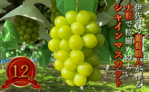 【2025年発送】長井市伊佐沢のぶどう職人が作るシャインマスカット約1.2kg（2房）_H203(R7)