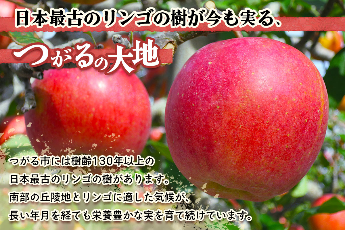 [訳あり] 王林【約3kg 6から10玉入り】芳醇な香りの青りんご｜ 令和8年 2026年 訳アリ 訳あり 家庭用 青森産 津軽 つがる りんご リンゴ 果物 フルーツ 王林 おうりん 青森りんご マ