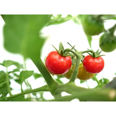 ふるさと納税 養父市 但馬の旬をお届け!採れたて野菜セット(8~9種類) |  | 01