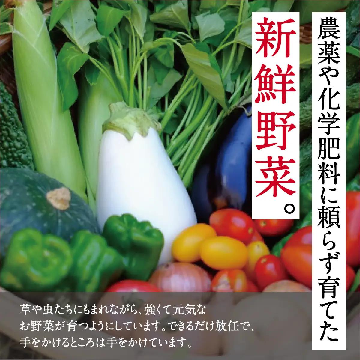 【大阪能勢産】 《農家直送》 べじたぶるぱーくの旬の新鮮野菜詰合せ Mセット (7～8種類)  | べじたぶるぱーく | 野菜詰め合わせ 野菜 農薬・化学肥料不使用 新鮮 産地直送 季節 旬 | 大阪