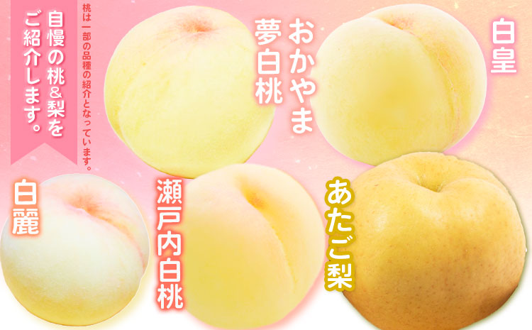 【2026年先行予約】定期便5回コース マスカット・オブ・アレキサンドリア 1房 岡山の白桃 6玉 ニューピオーネ 1房 瀬戸ジャイアンツ 1房 シャインマスカット 晴王 2房 あたご梨 2玉 株式会