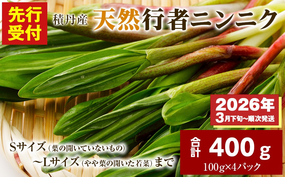 
            【先行予約開始！】2026年発送★積丹産天然行者ニンニク400g（100g×4パック）
          