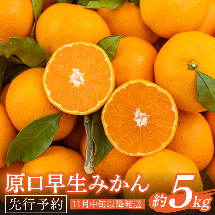 【ふるさと納税】【先行予約】濃厚な食味 みかん 原口 早生 長崎県産 約5kg (40~50個前後)【田崎FARM】 [OCU003] / 甘味 高糖度 柑橘 蜜柑 国産みかん 冬みかん フルーツ デザート こたつ ミカン ジャム 果物 ギフト お中元 お歳暮 正月 団らん 家庭用 贈り物 おすそわけ