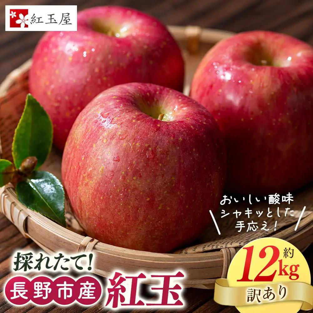 紅玉屋　紅玉訳アリ12kg りんご 長野市産 フルーツ【2026年9月下旬以降の出荷】 | りんご 林檎