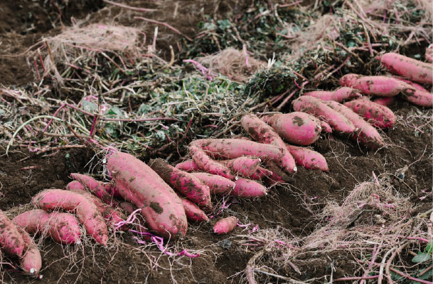 焼き芋 クロワッサン 八千代町産 さつまいも 紅はるか使用 パン お菓子 スイーツ デザート 芋 いも 焼いも ふるさと納税 8000円 濃厚 NONAKA HIROSHI FARM [DF001ya