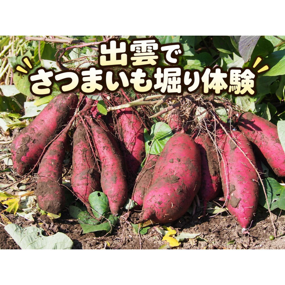 【ふるさと納税】さつまいも堀り体験チケット