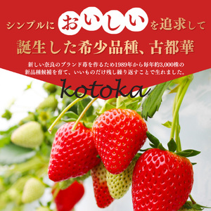  【 年内発送 】数量限定 ‼ 平群のいちご 「 古都華 」 2L ～ 3L サイズ (2パック 1ケース) 計 2パック | いちご 12月発送 辻本農園
