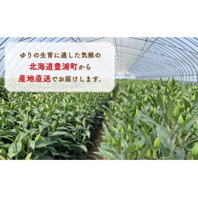 ふるさと納税 豊浦町 【先行受付】【2カ月定期便】福原さん家のオリエンタルゆりの花束 20本(3〜5輪) TYUAB006 |  | 03