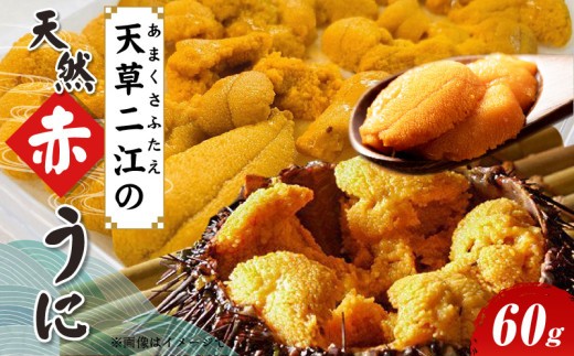 S157-004_天草二江の天然赤うに 60g 天草二江 天然 赤うに 美食家 北大路魯山人 認めた 幻 ウニ 殻 朱色 濃厚 甘み 特徴 九州外 滅多に出回らない 食べる ウニの概念 変わる 大粒 きれい 旨味 ご褒美 贈答用 お取り寄せ お取り寄せグルメ 熊本県 天草市 送料無料