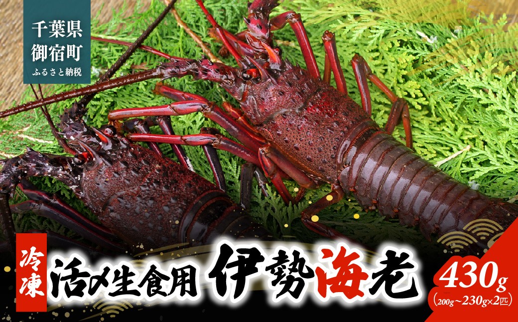 
                  活〆生食用伊勢海老（冷凍）４３０ｇ（２００～２３０ｇ）×２匹  ONJB033
                