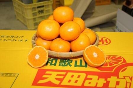 先行予約【2025年11月下旬より発送】濃厚温州みかんご家庭用10kg（和歌山天田みかん）みかんの産地和歌山　北村農園直送